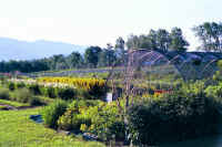 a23.jpg (78766 bytes)