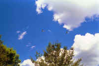 a7.jpg (43992 bytes)